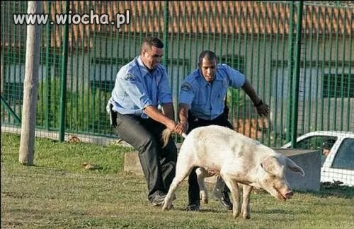 Zawody pomiędzy policją a strażą miejską