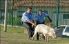 Zawody pomiędzy policją a strażą miejską