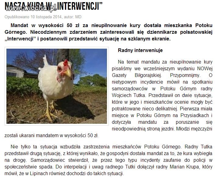 Nieupilnowana kura 