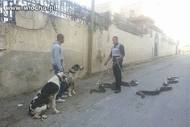Patrz Pan wyszedłem na spacer z boa 3 dni temu...