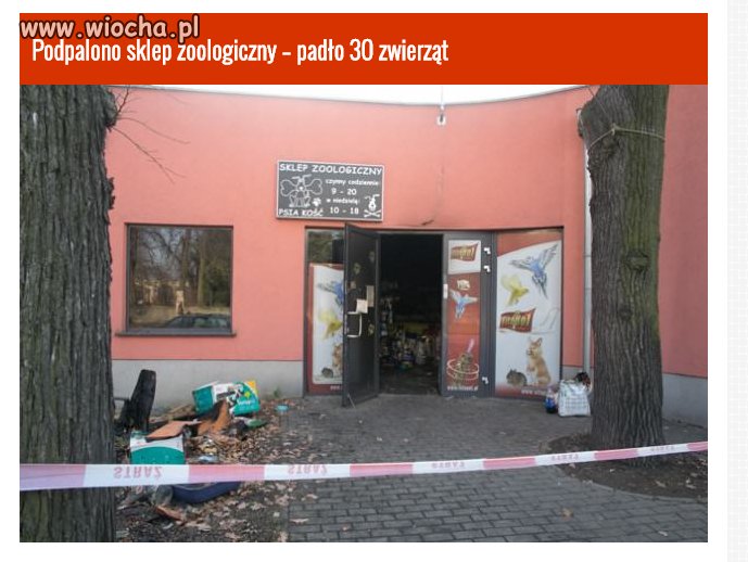 Podpalono sklep zoologiczny