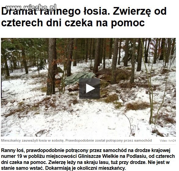 Dramat rannego łosia.