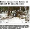 Dramat rannego łosia.