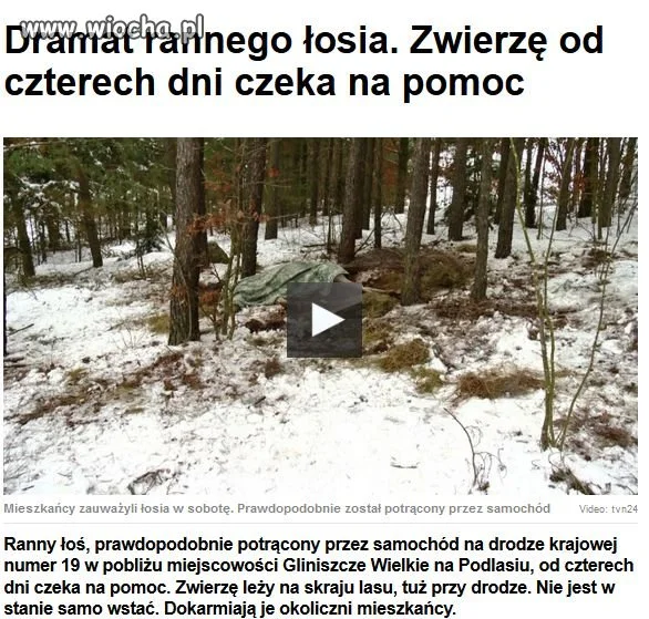 Dramat rannego łosia.