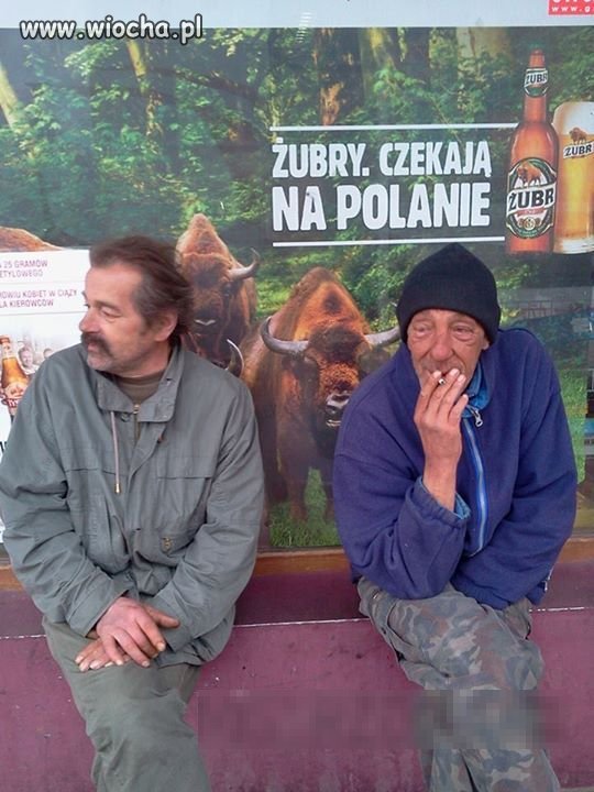 Żubry