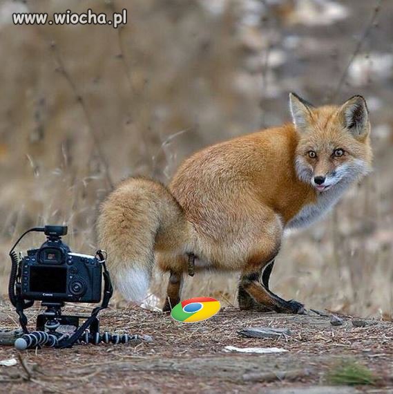Firefox