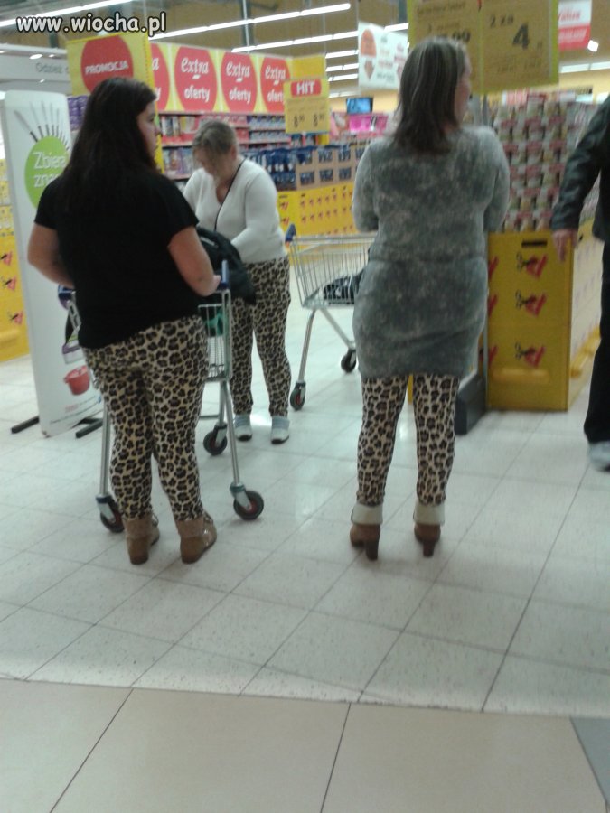 Kocice polują stadami... 