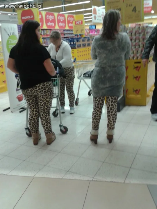 Kocice polują stadami... 