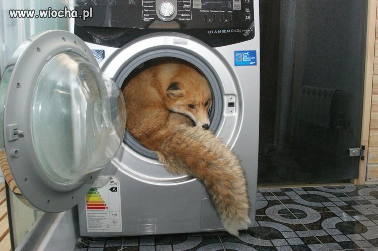 Mozilla