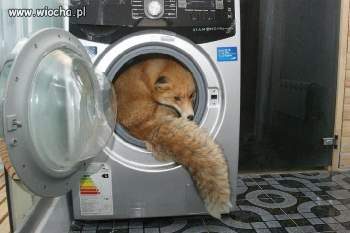 Mozilla