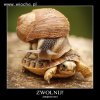 Powolny stosunek
