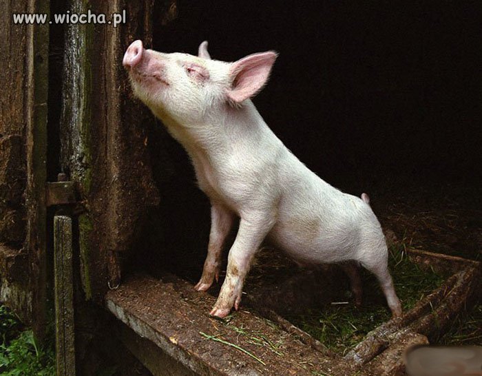 Jak dorosnę też będę kandydował