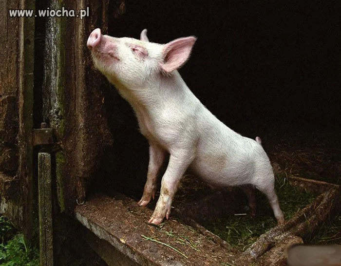 Jak dorosnę też będę kandydował