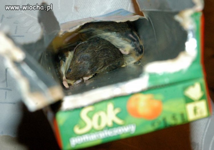 Sok pomarańczowy z niespodzianką