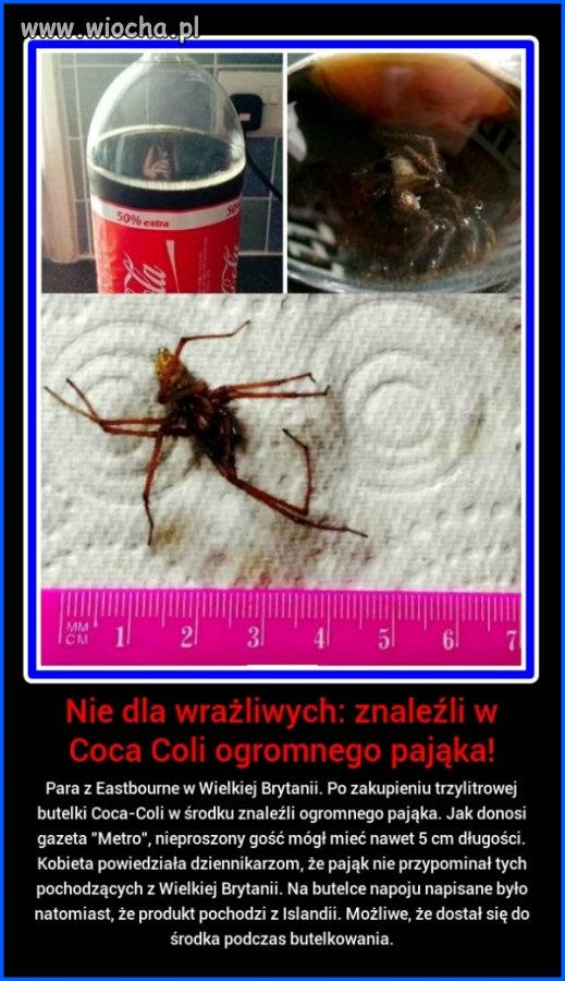 Pająk w Coca Coli