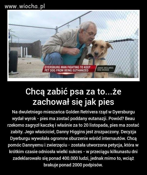 Pies Beau ma zostać zabity za zagryzienie kaczki! 