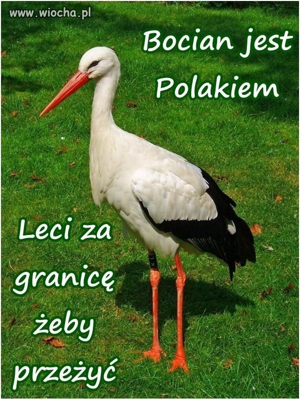 Bocian Polak