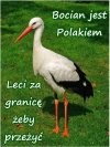 Bocian Polak