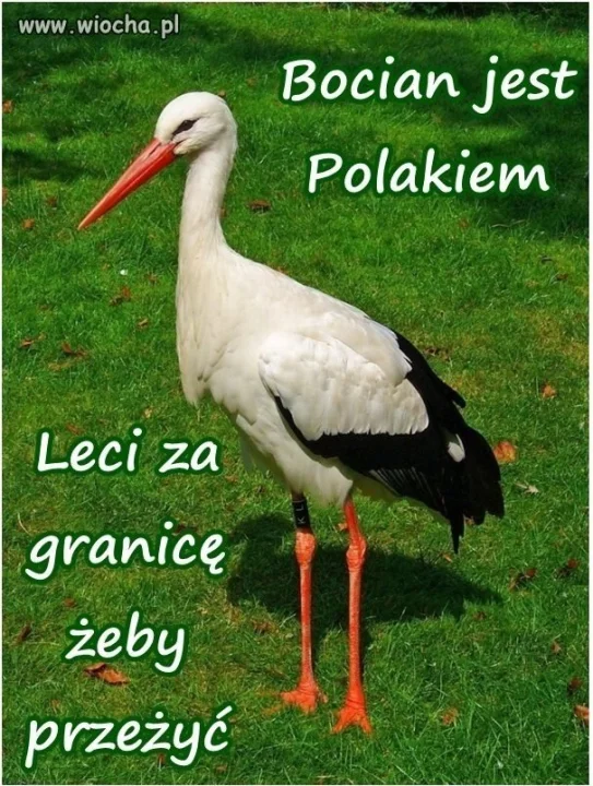 Bocian Polak