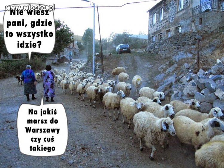 Były lemingi
