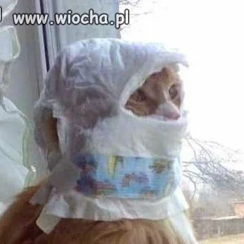 Kotka przeszła na Islam