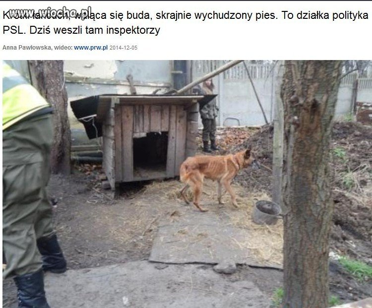 Działka Piotra Zimnickiego, prezesa PSL w Wałbrzychu.