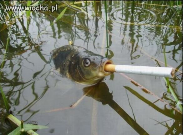 Wędkarz myśli, że jak ryba nie posiada płuc
