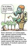 Już niedługo genetycznie modyfikowana żywność