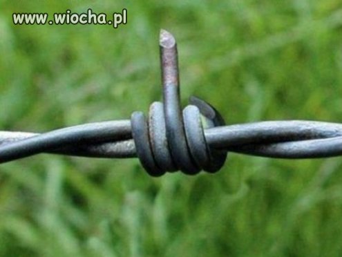 Islam do Polski nie wejdzie . 