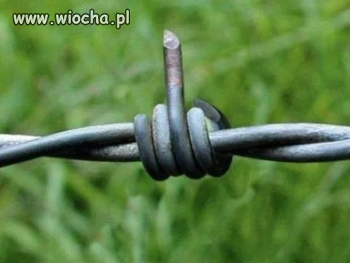 Islam do Polski nie wejdzie . 
