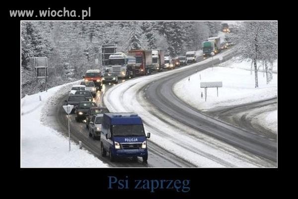 Psi Zaprzęg