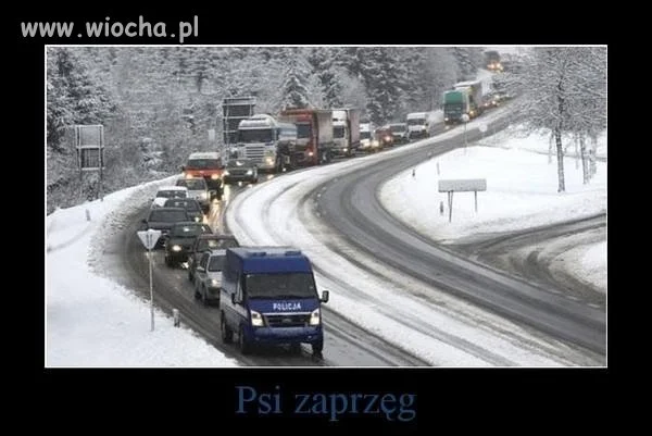 Psi Zaprzęg