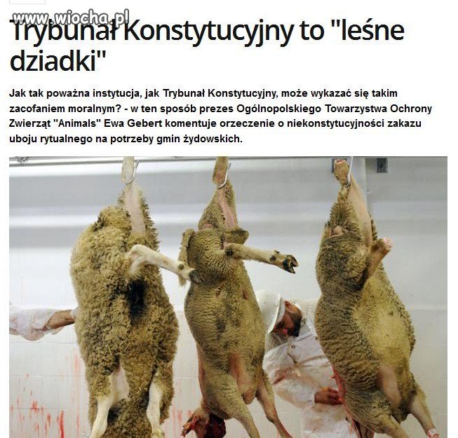 Sejm odrzucił ubój rytualny. Naród też przeciw a..