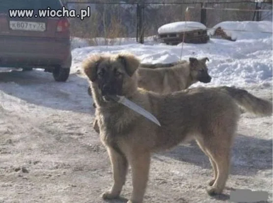 To jest prawdziwy owczarek kaukaski. 