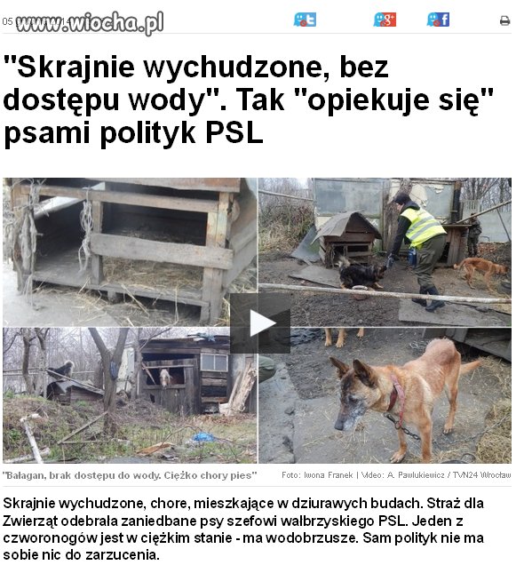  Już nawet  psa dotyka, ta chłopska PO lityka...