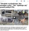 Już nawet  psa dotyka, ta chłopska PO lityka...