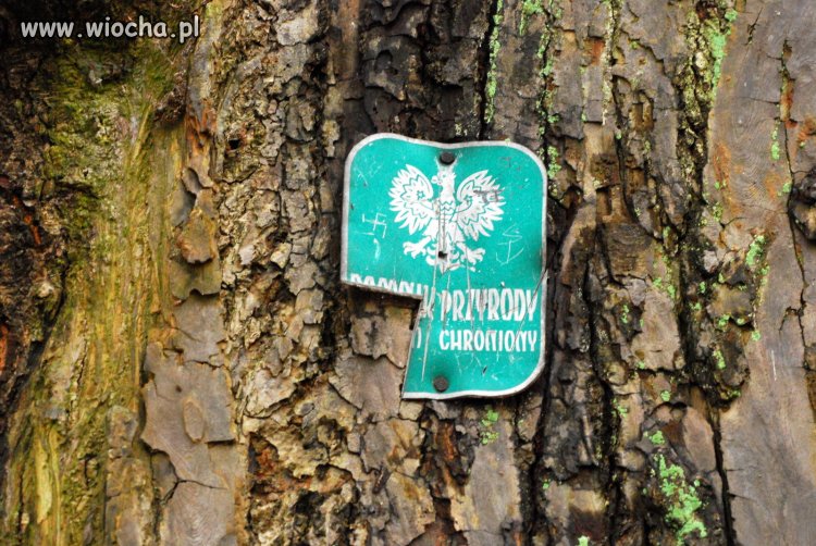 Środek lasu