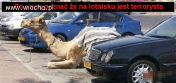 Wielbłąd zaparkowany