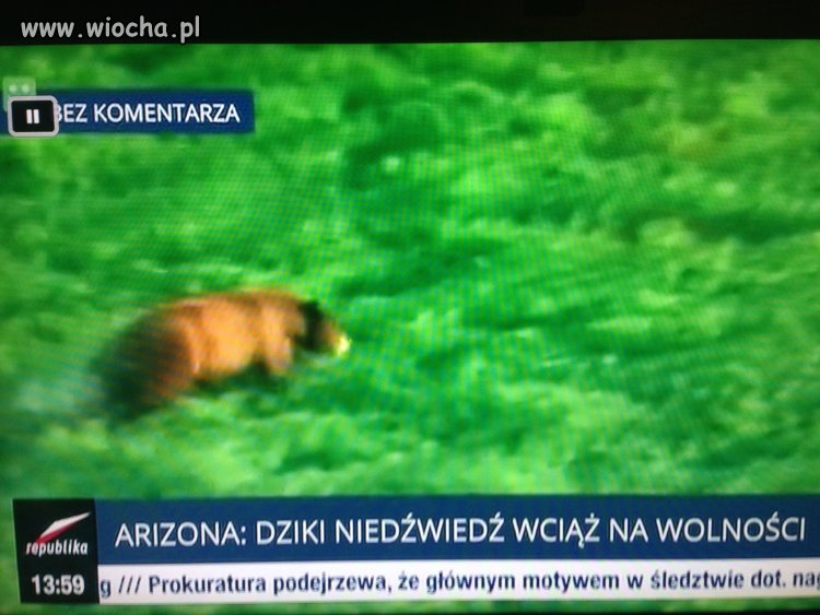 Dziki, na wolności?