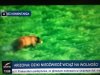 Dziki, na wolności?
