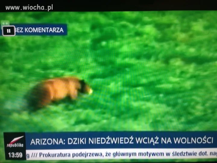 Dziki, na wolności?