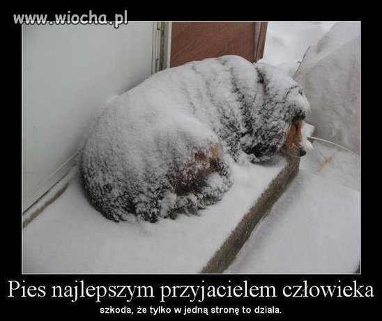 Ludzie są gorsi od zwierząt
