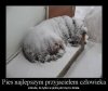 Ludzie są gorsi od zwierząt
