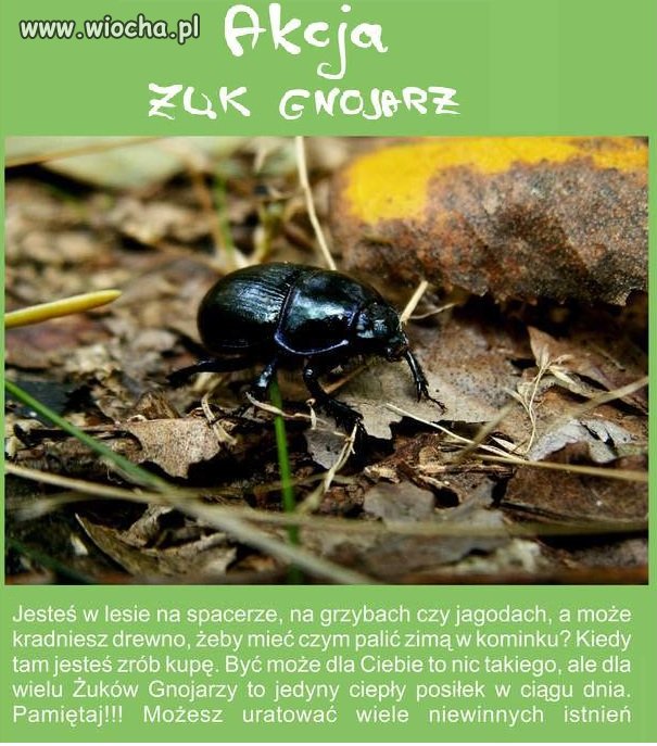 Żuk też człowiek