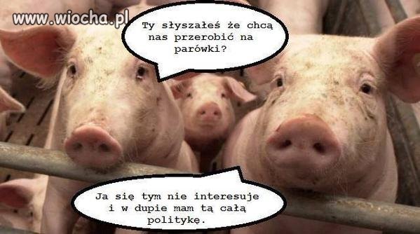Elektorat PO/PSL.