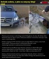 Leniwa właścicielka czworonoga