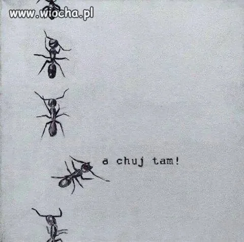 Buntowik bez powodu