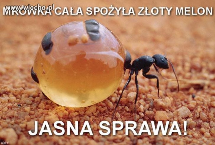 Prawdziwe dzieje WOŚPu po wyrku sądu