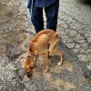 Pies znaleziony na śmietniku