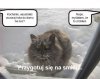 Wpuściłaś kota?